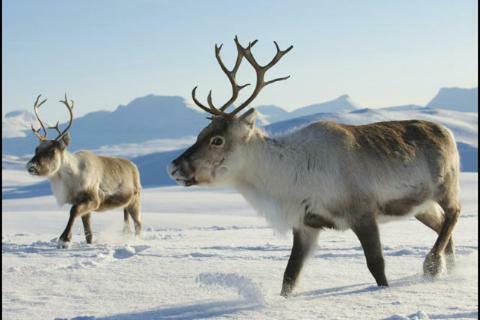 Kirkenes Hotell 3*